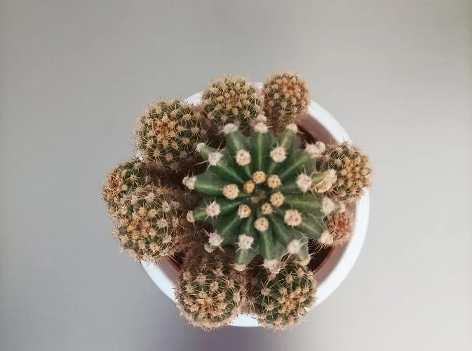 Jazz & Wine Apartment & Next To Sea Garden & Parking & Hbo & Netflix & 2 Bathrooms